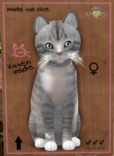 KittyCatS Box - New Born Kitten  1118