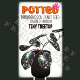 Potted: Philodendron Seed: LE Tiny Treetop (ACTUAL PLANT SEED)