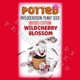 Potted: Philodendron Seed: LE Wildcherry Blossom (ACTUAL PLANT SEED)