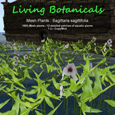 Inochi Botanicals - Mesh Plant "Sagittaria sagittifolia"