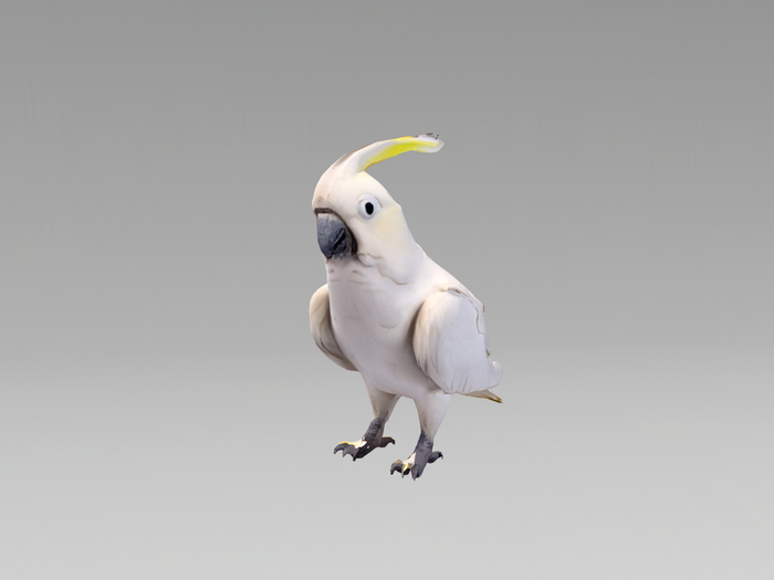 [NL] Cockatoo Mesh