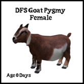 DFS Goat Pygmy - Female - ACTUAL ITEM