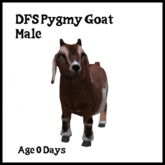 DFS Goat Pygmy - Male - ACTUAL ITEM