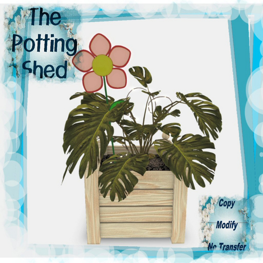 [TPS] Fun Philodendron Versaille