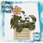 [TPS] Fun Philodendron Versaille