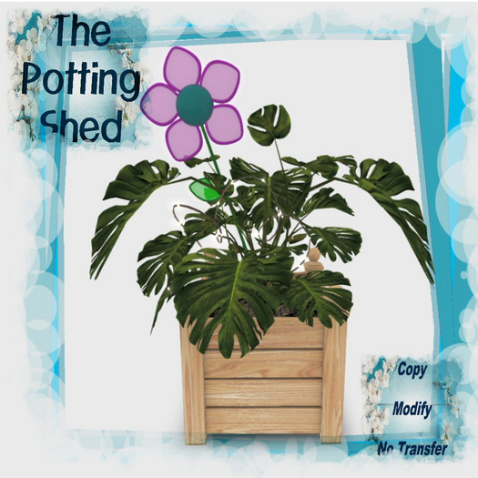 [TPS] Fun Philodendron Honey