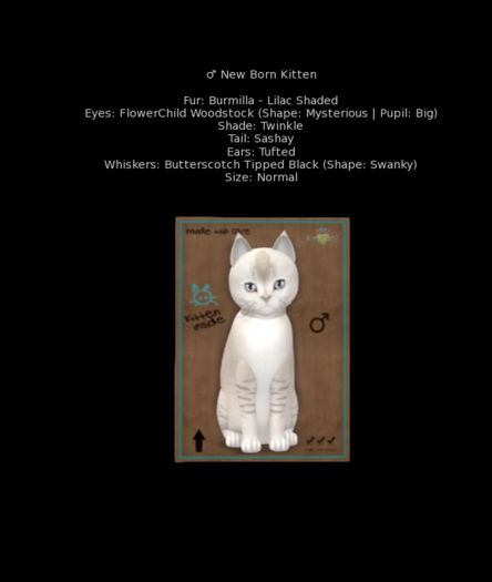 [Purrfect Shop] - KittyCatS New Born
