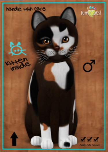 KittyCatS Box - Patch II - Male Teacup