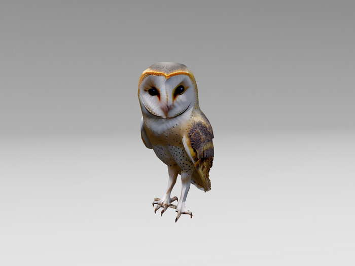 [NL] Barn Owl Mesh