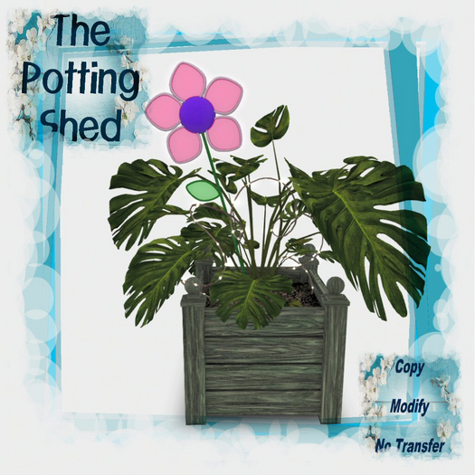 [TPS] Fun  Philodendron Florence