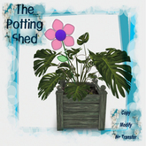 [TPS] Fun  Philodendron Florence