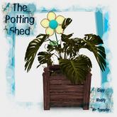 [TPS] Fun  Philodendron Coco