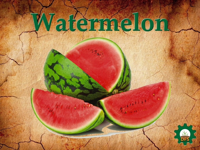 DFS Watermelon (actual Item) 