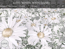 LOVE SUPERSTORE - WINTER MOON DAISIES