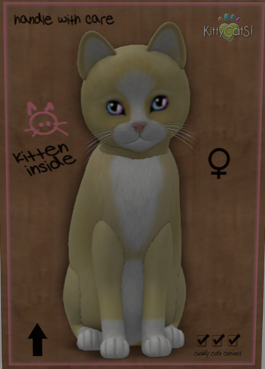 KittyCatS Box - New Born Kitten