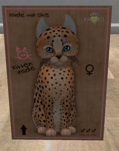 KittyCatS Box - New Born Kitten