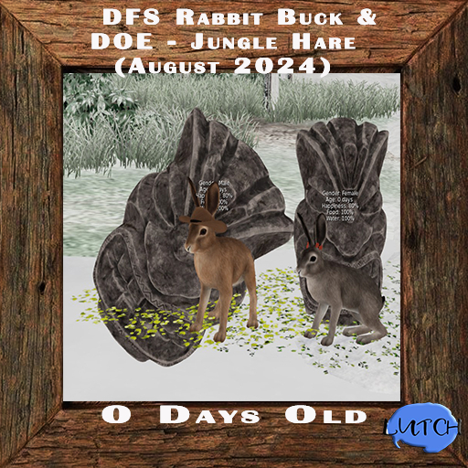 DFS Rabbit Buck & DOE -  Jungle Hare (August 2024) RARE