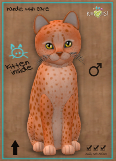 KittyCatS Box - New Born Kitten