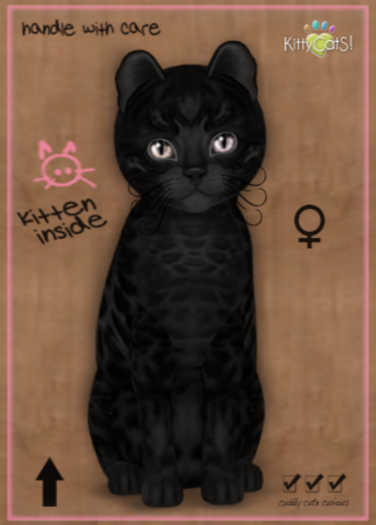 KittyCatS Box - New Born Kitten