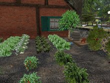 Garden with vegetables