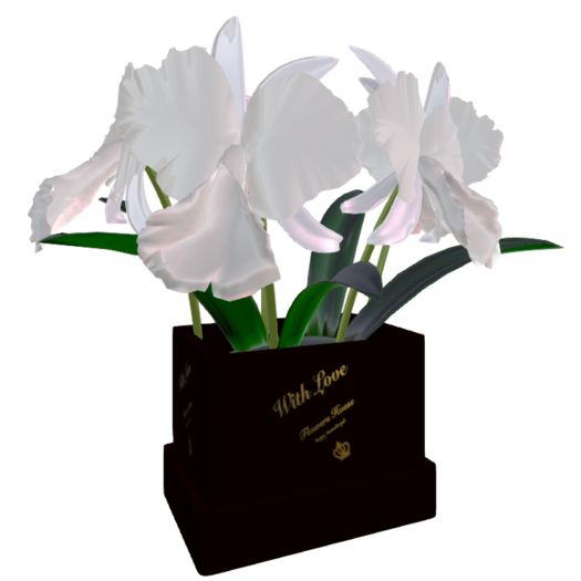 Orchid 