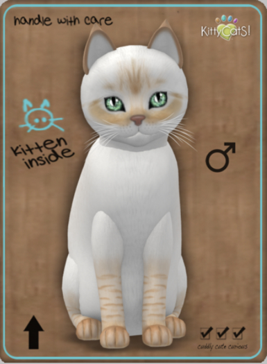 KittyCatS Box - Balinese - Flame Lynx Male