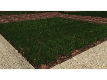 8 Day Grass