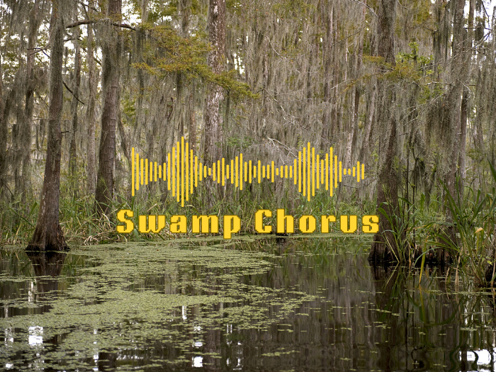 Sound: Swamp Chorus [Copy]