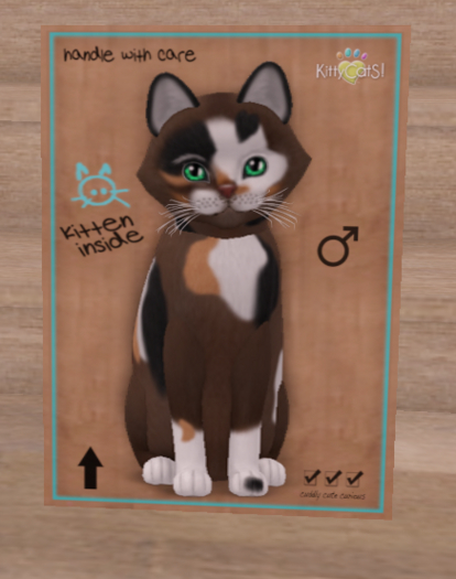 KittyCatS Box - New Born Kitten