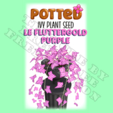 Potted: Ivy Plant Seed: LE Fluttergold Purple (ACTUAL PLANT SEED)