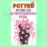 Potted: Ivy Plant Seed: LE Fluttergold Pink (ACTUAL PLANT SEED)