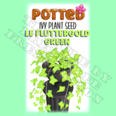 Potted: Ivy Plant Seed: LE Fluttergold Green (ACTUAL PLANT SEED)