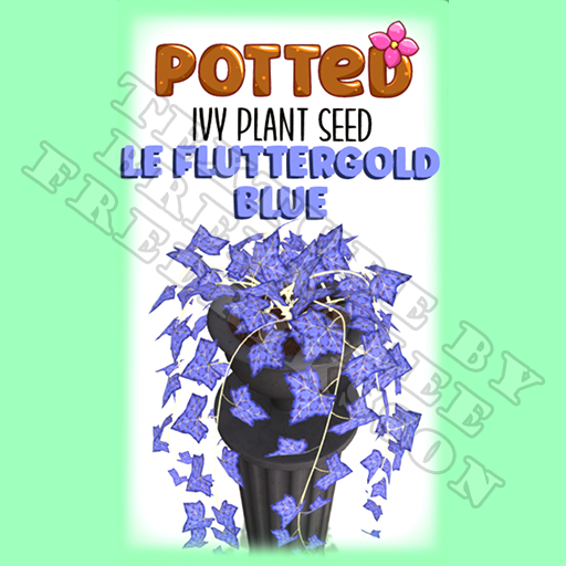 Potted: Ivy Plant Seed: LE Fluttergold Blue (ACTUAL PLANT SEED)