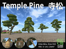 Temple Pine - Podocarpus  Japanese garden trees