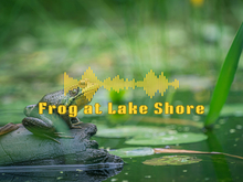 Sound: Frog at Lakeshore [Copy]