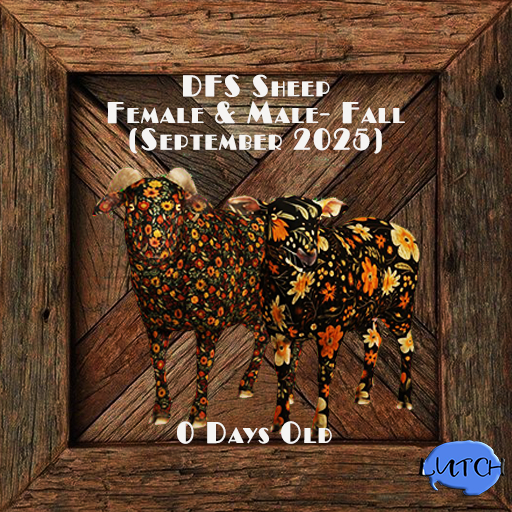 DFS Sheep Female & Male- Fall (September 2025) RARE