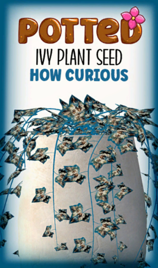 Potted: Ivy Seed: How Curious