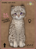 KittyCatS Box - Ocicat - Cinnamon Silver female