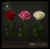 red pink white roses full perm
