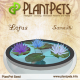 PlantPet Seed [Lotus *Samadhi*] RARE