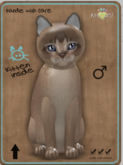 KittyCatS Box - Abyssinian - Blue Male