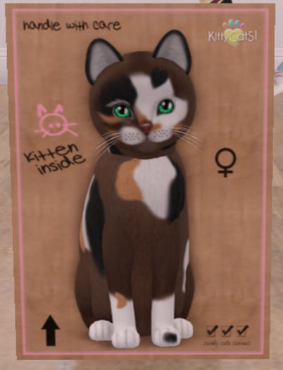 KittyCatS Box - New Born Kitten