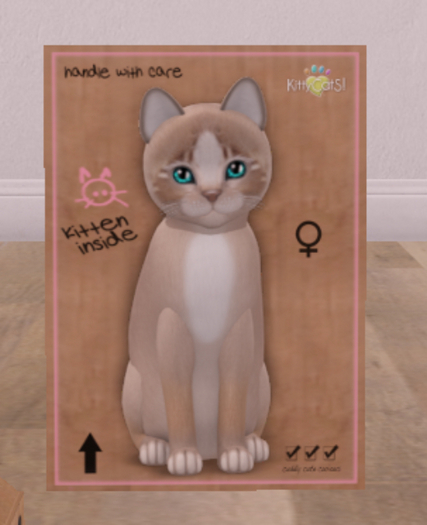 KittyCatS Box - New Born Kitten