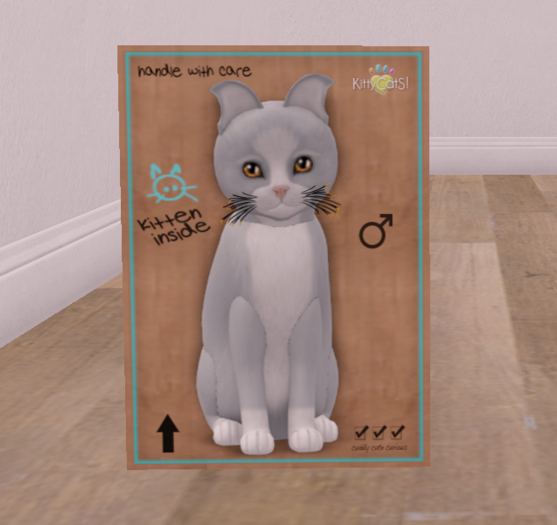 KittyCatS Box - New Born Kitten