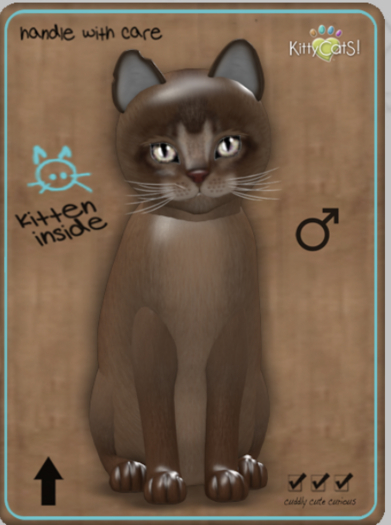 KittyCatS Box - Abyssinian - Ruddy male