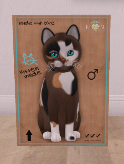KittyCatS Box - New Born Kitten