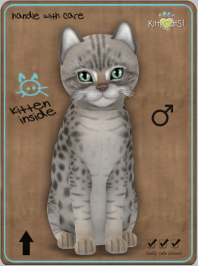 KittyCatS Box - Ocicat - Blue Male