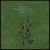 DFS Corn Field - Red Candy Cane Corn (S&H 2025) - ACTUAL ITEM