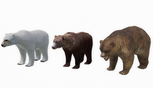 animal - bears