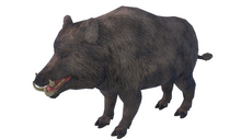 animal - boar